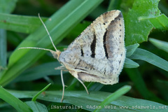 Chiasmia subcurvaria