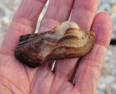 Lamarcka imbricata