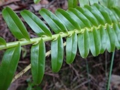 Appendicula reflexa
