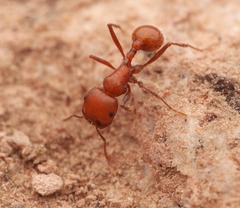 Pogonomyrmex tenuispinus