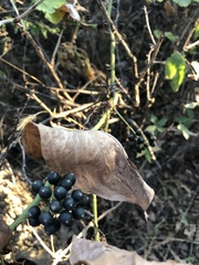 Smilax tamnoides