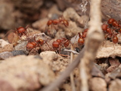 Pogonomyrmex tenuispinus
