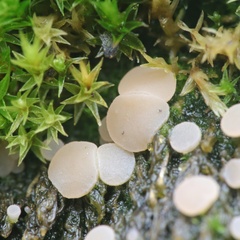 Bryoscyphus dicrani