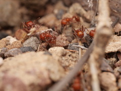 Pogonomyrmex tenuispinus