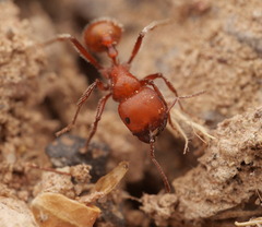 Pogonomyrmex tenuispinus