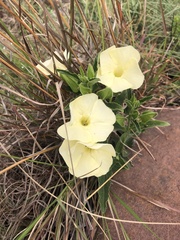 Thunbergia atriplicifolia