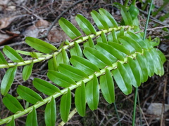 Appendicula reflexa
