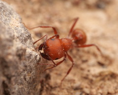 Pogonomyrmex tenuispinus
