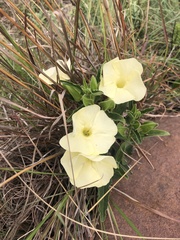 Thunbergia atriplicifolia