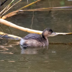 Tachybaptus ruficollis