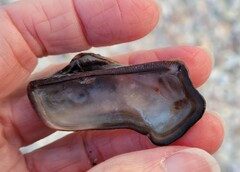 Lamarcka imbricata
