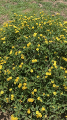 Lantana × hybrida