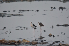 Himantopus himantopus