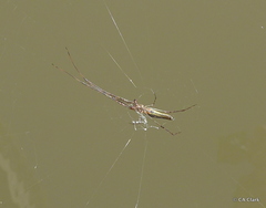 Tetragnatha elongata