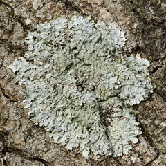 Punctelia missouriensis