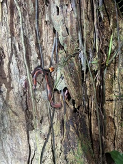 Siphlophis compressus