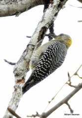 Melanerpes hoffmannii