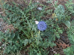 Echinops
