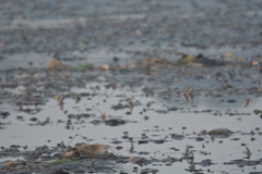 Calidris minuta