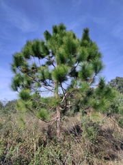 Pinus elliottii