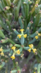 Euphorbia aphylla