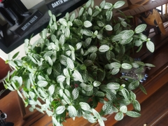 Fittonia