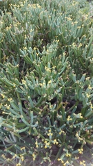Euphorbia aphylla
