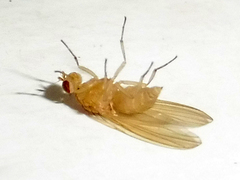 Schizophora