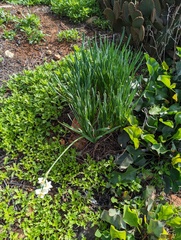 Narcissus tazetta