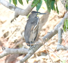 Tigrisoma fasciatum