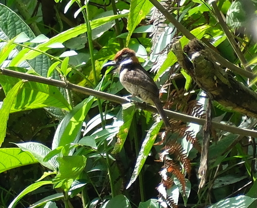 Chestnut-capped Puffbird (Bucco macrodactylus), photo 8
