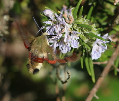 Hemaris fuciformis