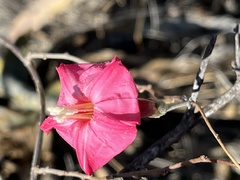 Ipomoea conzattii