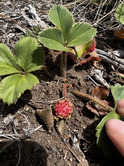 Fragaria chiloensis