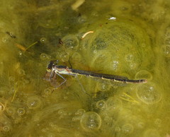 Austrocnemis splendida