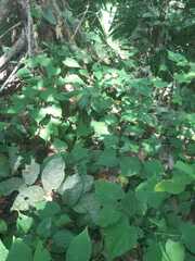 Neustanthus phaseoloides