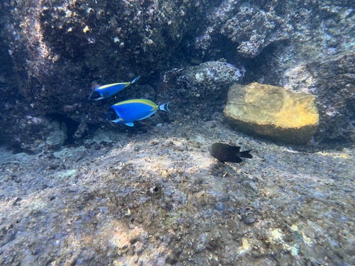 Powder-blue surgeonfish