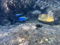 Acanthurus leucosternon