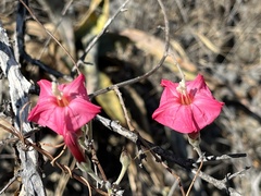 Ipomoea conzattii
