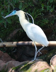 Pilherodius pileatus