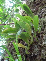 Bulbophyllum