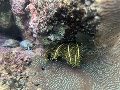 Crinoidea