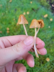 Galerina semilanceata