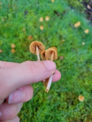 Galerina semilanceata