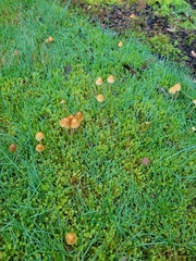 Galerina semilanceata