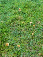 Galerina semilanceata