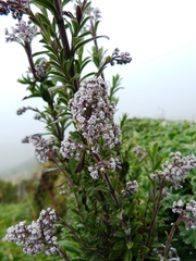 Valeriana