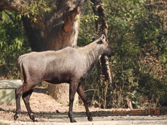 Boselaphus tragocamelus