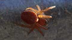 Araniella