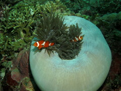 Amphiprion ocellaris